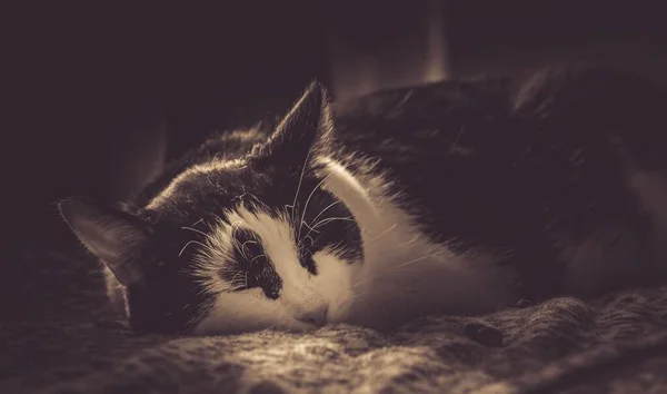 Güzel Bir Uyuyan Kedi Fotoğrafı — Stok fotoğraf
