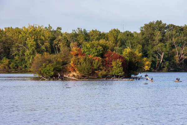 青い湖に囲まれた緑と赤の木々の正面の景色 鳥たちが土地に集まりました — ストック写真