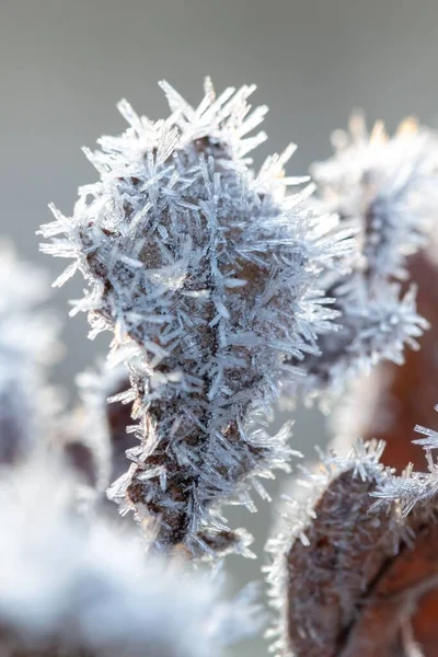 Closeup Vertical Uma Folhagem Congelada Agulhas Gelo Folhas Secas — Fotografia de Stock