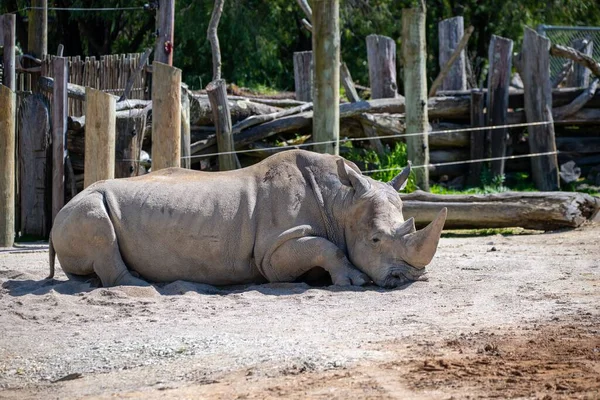 Rhinocéros Ceratotherium Simum Reposant Dans Zoo — Photo