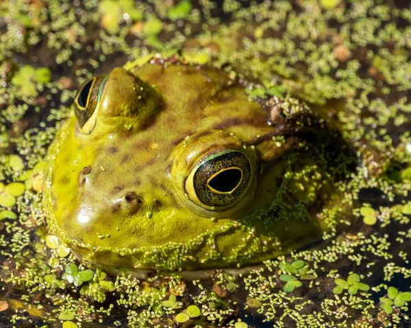 Closeup Green Toad Swimming Swamp — Stock Photo, Image