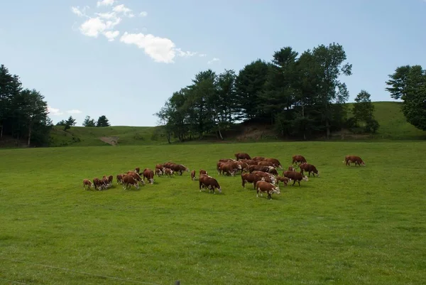 一只棕色奶牛在绿茵的草地上吃草 四周都是树 — 图库照片