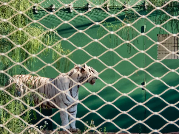 Tigre Branco Bengala Atrás Das Grades Zoológico — Fotografia de Stock