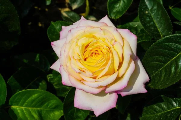 Närbild Vacker Rosa Gul Ros Med Frodiga Gröna Blad Trädgården — Stockfoto