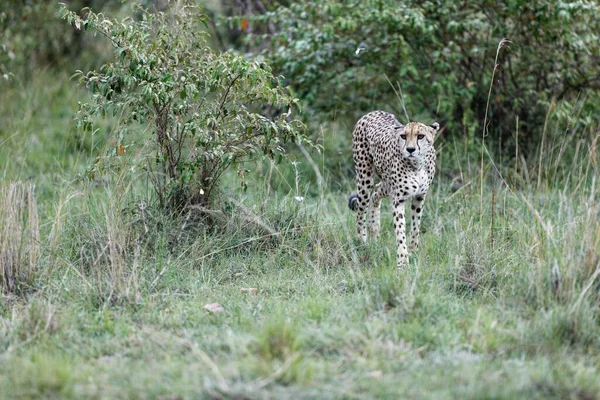 Egy Közeli Kép Egy Idős Nőstény Gepárdról Aki Kenyai Masai — Stock Fotó