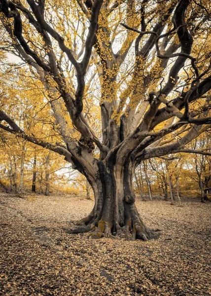 秋天的一天 在克伦特山上 一棵长着高大枝干的大树被垂直地拍下来 — 图库照片