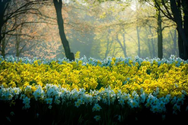 霧に包まれた公園の美しい花 — ストック写真