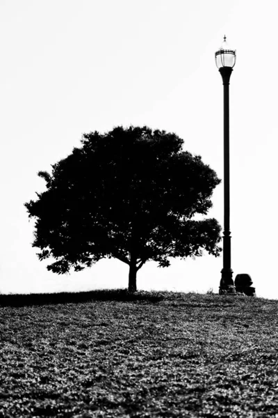 Vertikal Bild Ett Träd Alamo Square Gråskala — Stockfoto