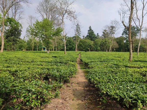 印度阿萨姆一个茶园的景观 — 图库照片