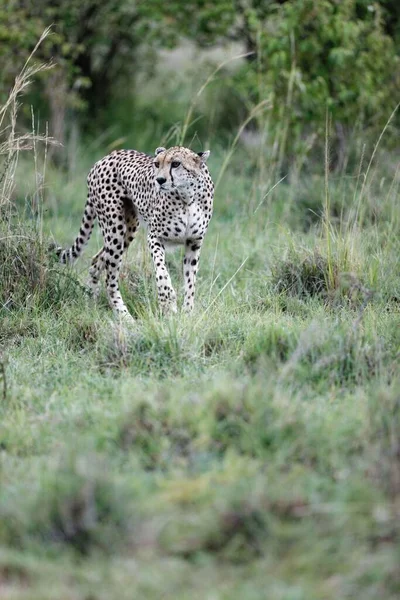 肯尼亚马赛马拉的草丛中 一只年老的雌性猎豹在散步时的垂直镜头 — 图库照片