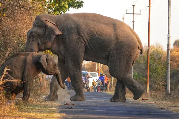 Μια Κάθετη Βολή Ελέφαντα Βρέθηκε Περιφέρεται Την Οικογένειά Του Κατά — Φωτογραφία Αρχείου