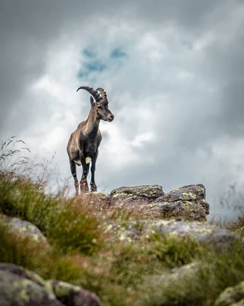 Tiro Vertical Ibex Alpino Com Belos Chifres Andando Montanhas Rochosas — Fotografia de Stock
