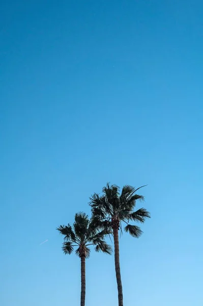 蓝天背景下棕榈树轮廓的垂直截图 — 图库照片