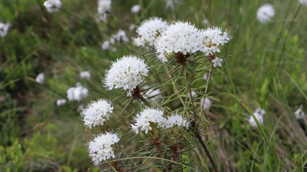 Eine Nahaufnahme Von Sumpflabrador Tee Weiße Blumen Sumpf Auf Verschwommenem — Stockfoto