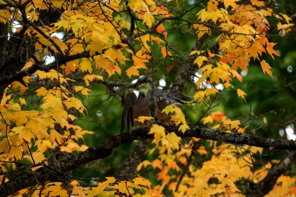 Önünde Sarı Yapraklar Olan Bir Ağaç Dalına Tünemiş Iki Güvercin — Stok fotoğraf