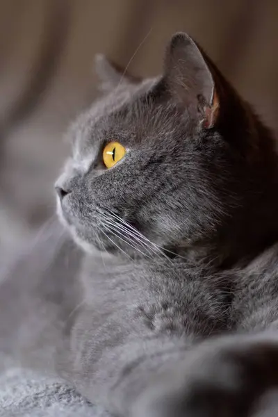 Vertikální Záběr Načechrané Šedé Kočky Vážnýma Očima Ležícíma Posteli — Stock fotografie