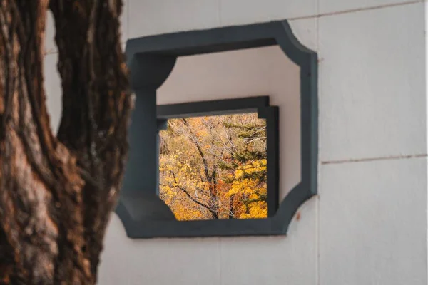 Scenic Autumn View Trees Frames White Walls — Stock Photo, Image