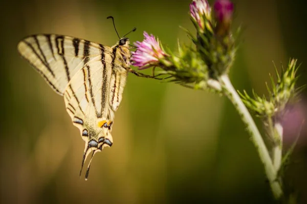 Closeup Shot Scarce Swallowtail Flower Isolated Blurred Background — Stock Photo, Image