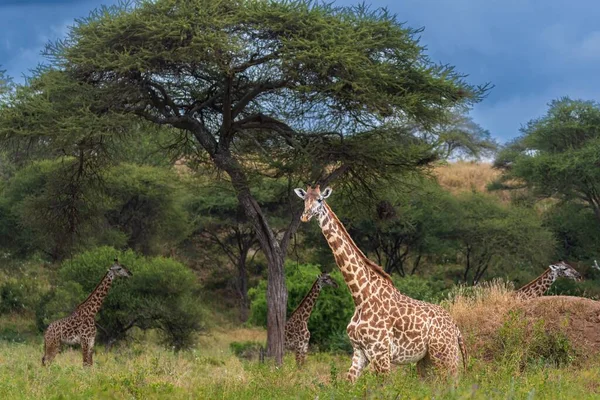 Uma Manada Girafas Prado Verde Com Céu Azul Fundo — Fotografia de Stock