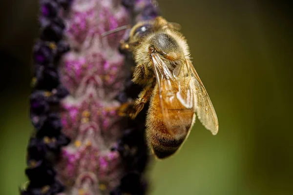 Крупный План Медоносной Пчелы Собирающей Нектар Лаванды Найденной Дикой Природе — стоковое фото