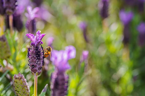 Крупним Планом Знімок Медової Бджоли Збирає Нектар Фіолетової Квітки Знайденої — стокове фото