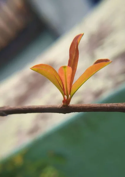 Vertical Closeup Japanese Photinia Leaves — Stock Photo, Image