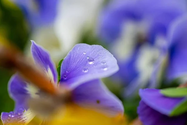 Una Macro Gotitas Agua Sobre Una Flor Púrpura — Foto de Stock