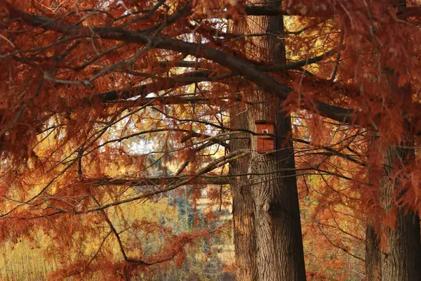 Ένα Κοντινό Πλάνο Φθινοπωρινών Δέντρων Κόκκινα Φύλλα Ένα Δάσος — Φωτογραφία Αρχείου