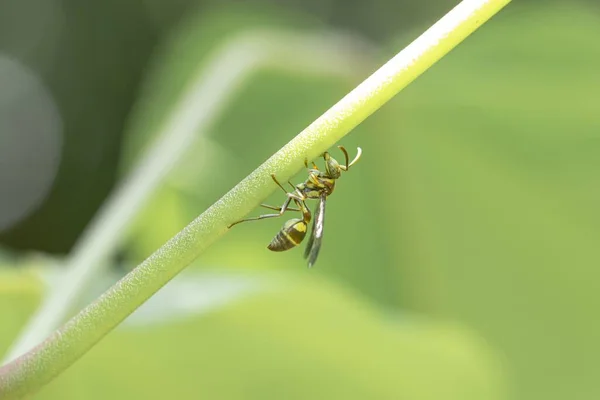 在阳光明媚 背景模糊的日子里 一只黄蜂在花园里的一棵绿色植物上倒立着 — 图库照片