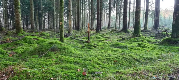 Une Belle Vue Sur Herbe Fraîche Dans Une Forêt Avec — Photo