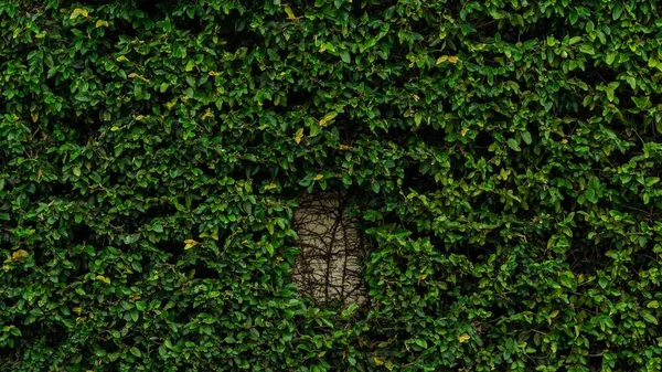 Detailní Záběr Kmene Stromu Pokrytého Zeleným Břečťanem Rostoucím Přes Plot — Stock fotografie