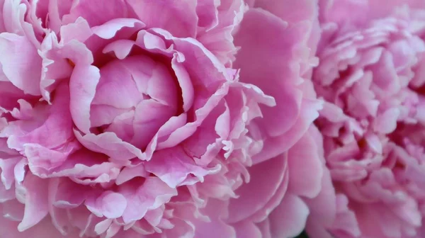 Makro Strzał Pięknych Różowych Chińskich Piwonii Kwiaty Kwitnące Ogrodzie — Zdjęcie stockowe
