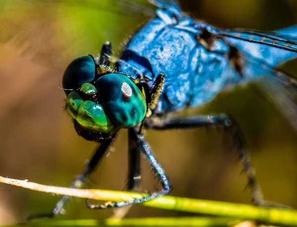 Een Macro Shot Van Ogen Van Een Blauwe Libelle — Stockfoto