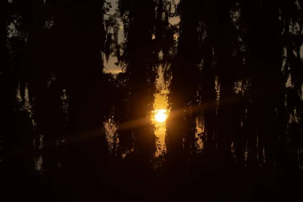 Piękne Ujęcie Promieni Słonecznych Zachodzącego Słońca Odbicie Przez Sylwetkę Drzew — Zdjęcie stockowe