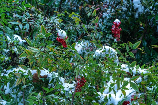 Zbliżenie Amerykańskich Świętych Jagód Pokrytych Śniegiem Polu Zamazanym Tłem — Zdjęcie stockowe