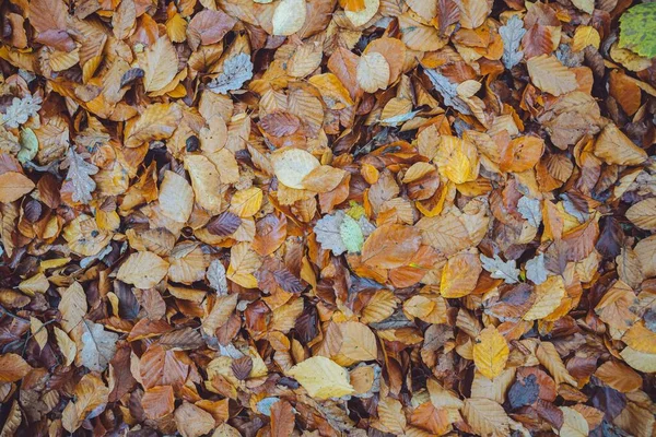 Uma Vista Superior Folhas Douradas Chão Após Chuva — Fotografia de Stock