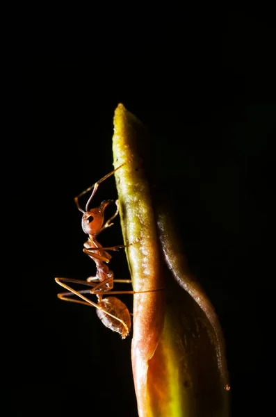 Pionowe Makro Ujęcie Brązowej Mrówki Czołgającej Się Zielonej Roślinie — Zdjęcie stockowe
