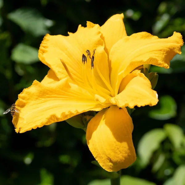 Beautiful Closeup Yellow Day Lily Garden — Stock Photo, Image
