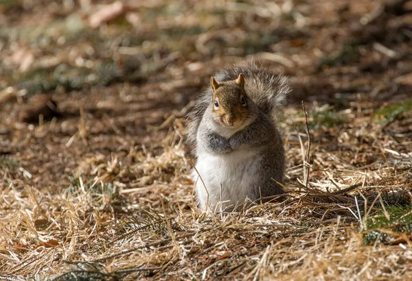 Gros Plan Mignon Petit Écureuil Regardant Caméra Dans Une Forêt — Photo