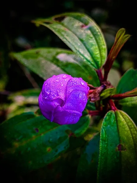 Płytkie Skupienie Pleroma Urvilleanum Mokry Kwiat Kroplami Zielonymi Liśćmi Ogrodzie — Zdjęcie stockowe