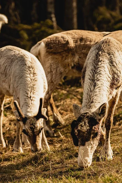 野の放牧鹿のクローズアップ — ストック写真