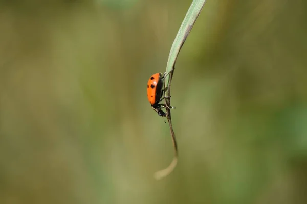 Fokus Selektif Dari Kumbang Rumput Bawah Sinar Matahari Dengan Latar — Stok Foto