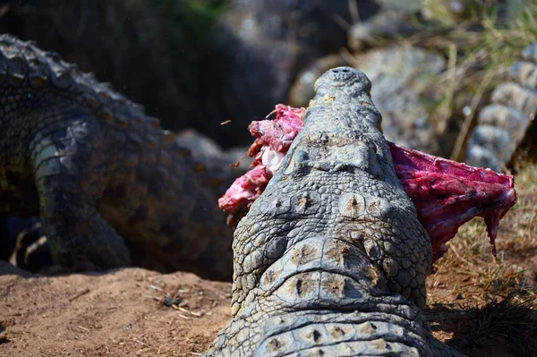 Widok Krokodyli Walczących Kawałki Mięsa Przeciwko Sobie — Zdjęcie stockowe