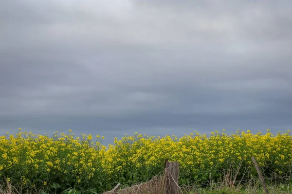 Eine Malerische Ansicht Eines Rapsblumenfeldes Bei Stürmischem Wetter Bewölkten Himmel — Stockfoto