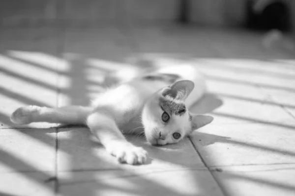 Grayscale Portrait European Shorthair Cat Sunlight — Stock Photo, Image