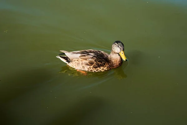 一只鸭子在平静的池塘上漂浮的特写镜头 — 图库照片