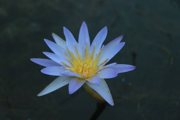 Zbliżenie Białego Kwiatu Lilii Wodnej Wodzie Otoczonej Zielonymi Liśćmi — Zdjęcie stockowe