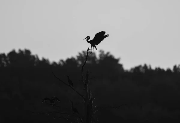 Šedá Šupina Egretů Sedících Větvích Bez Listí — Stock fotografie