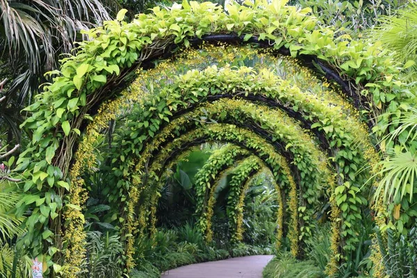 Stock image A garden with decorated green arch path ceiling