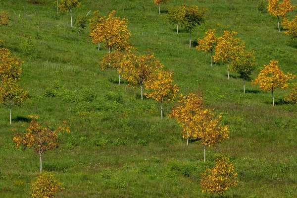 Beautiful Shot Verdant Orchard Young Walnuts Autumn — Stock Photo, Image